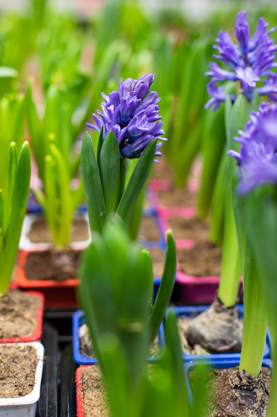 A bud of blue hyacinth blooms, vertical. Fresh natural hyacinth flower, opening flower bloom beginning - Photo, Image