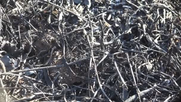 Föld és fű egy nagy tűz után, elszenesedett fű szárak és makró kilátás a vadon élő állatokra - Felvétel, videó