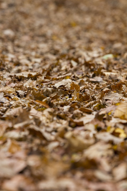 Syvä kerros Withered Fallen lehdet makaa kentällä
 - Valokuva, kuva