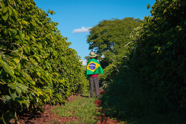 Agricultor em plantação de café segurando bandeira brasileira
 - Foto, Imagem