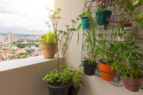 Vertikaler Garten auf dem Balkon des Gebäudes. Verschiedene Arten von - Foto, Bild