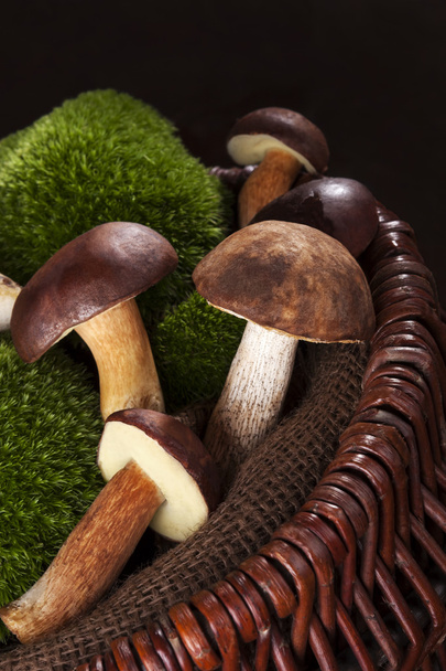 Delicious edible boletus mushrooms. - Photo, Image