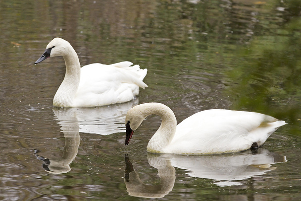 Swan - Photo, Image