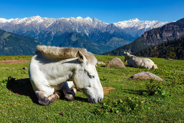 Lovak a hegyekben. Himachal Pradesh, India - Fotó, kép