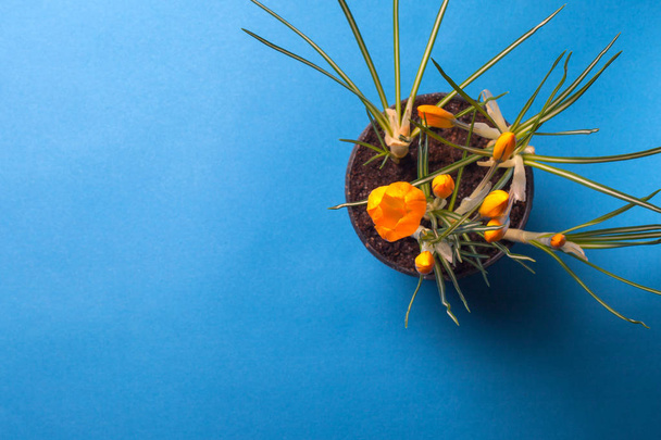 Krokusblüte auf blauem Hintergrund. Gelbe Blumen mit Kopierraum. In einen Blumentopf gepflanzt. - Foto, Bild