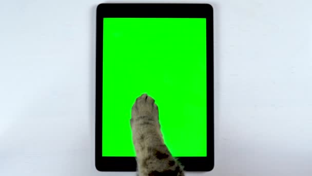 De kat gebruikt een tablet. De poot van een kat maakt veeg op de tablet en zet likes. Tafel met groene achtergrond. - Video