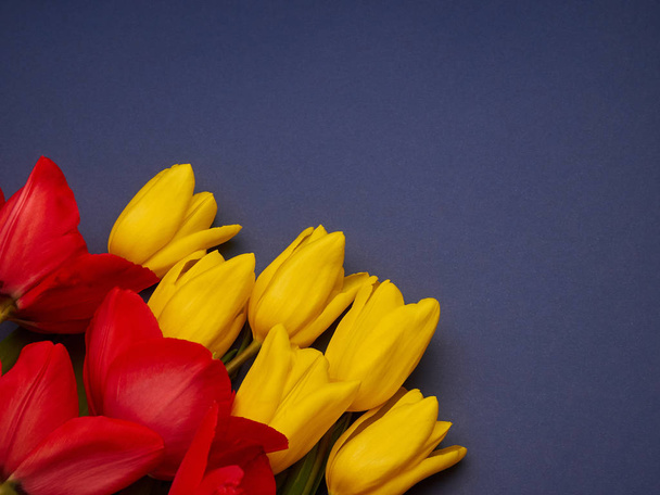 Rode en gele lente bloemen tulpen op blauwe paarse achtergrond, vrouwen dag kopiëren ruimte - Foto, afbeelding