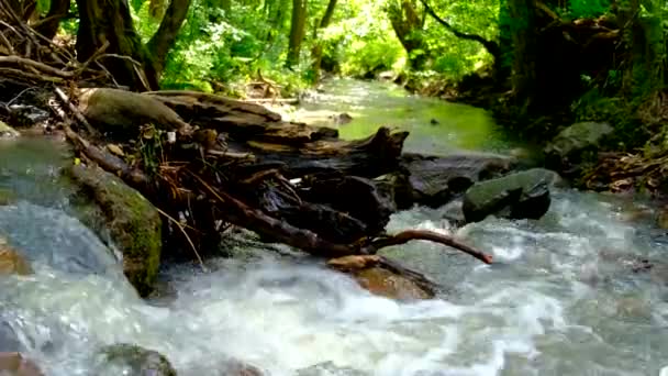 Starkes und gefährliches Wasser fließt nach starkem Regen auf einen Berg, der ein Wald ist. - Langsames Schwenken von Videos - Filmmaterial, Video