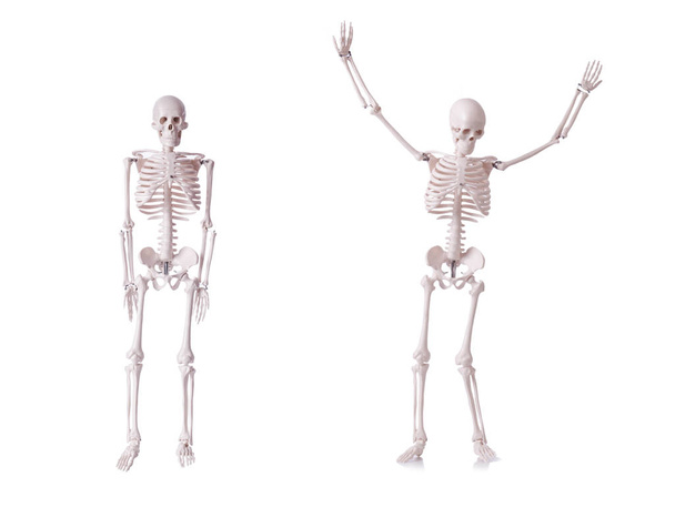 Skeleton isolated on the white background - Photo, Image