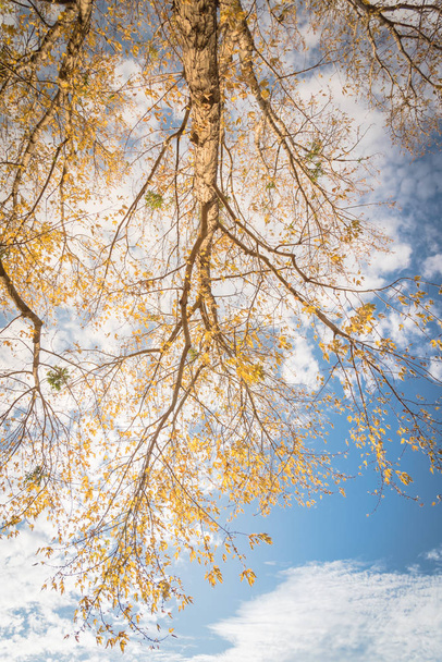Погляд на яскраве жовте листя клена під час осіннього сезону в Далласі. - Фото, зображення
