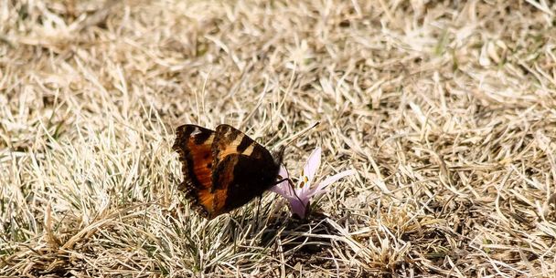 Un papillon se trouve sur le premier déneigement printanier, consommant du nectar et transportant du pollen. Les premiers jours du printemps dans les montagnes. Le début de la saison chaude
. - Photo, image