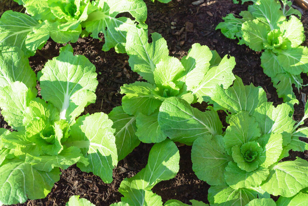 Young and healthy organic Chinese cabbage cold crop growing at home garden - Photo, Image