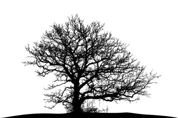 silhouette di quercia naturale su fondo bianco
 - Vettoriali, immagini