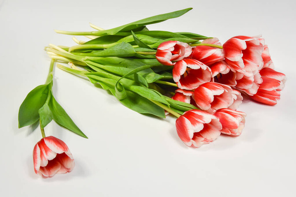 One tulip and a bouquet of red white tulips on a white backgroun - Foto, Imagen