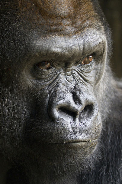Gorilla - Valokuva, kuva