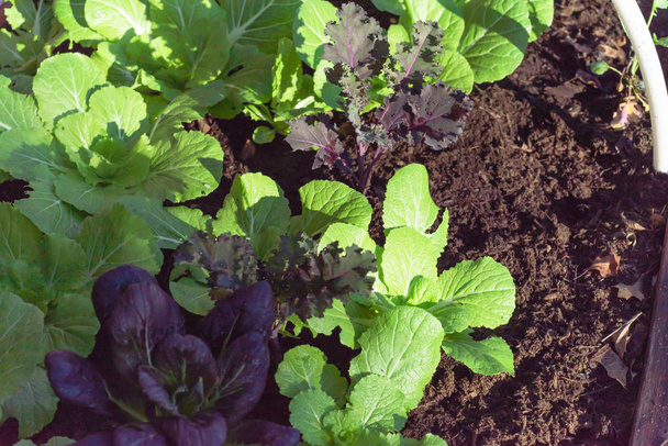 Mix of Chinese cabbage, purple bok choy and red Russian kale growing at home garden - Φωτογραφία, εικόνα