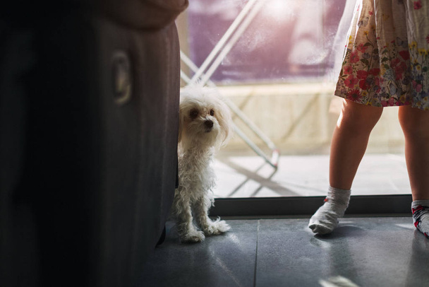 legs of a little girl with a dog Maltese At home near the window - Фото, изображение