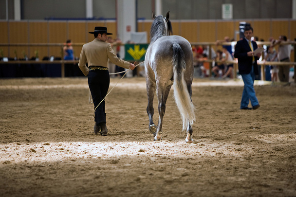 Paardensport test van morfologie voor zuivere Spaanse paarden - Foto, afbeelding