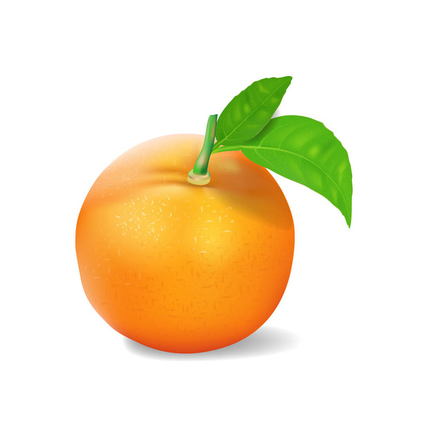 Basic RGOrange fruit with leaves isolated on background. Vector illustration in realistic style. - Vector, imagen