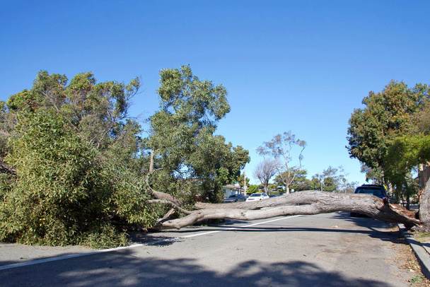 Grande branche d'arbre cassée, fendue au tronc à cause de la vitesse élevée du vent. Coucher à travers les voies de circulation, bloquer la route
. - Photo, image