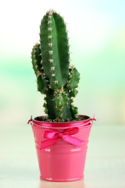 Beautiful cactus in bright pail on wooden table - Foto, immagini