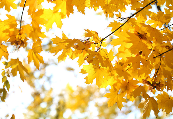 Autumnal background - Φωτογραφία, εικόνα