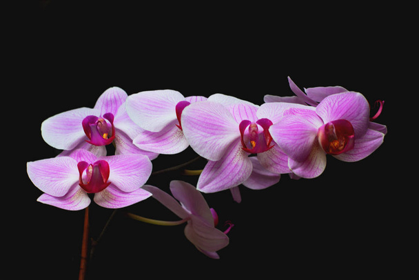 Gorgeous pink and white orchids isolated on a black background. Phalaenopsis - tropical orchid on a black background. - Foto, afbeelding