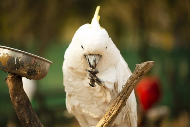 Yellow Crested Cockatoo parrot holding and eating a nut - Photo, Image