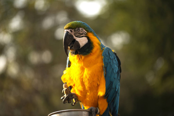 Der blaue und gelbe Ara, Blauer und goldener Ara fressen Nüsse im Zoo, Es ist ein Mitglied der großen Gruppe von neotropen Papageien - Foto, Bild