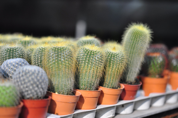 Kaktusz - Fotó, kép