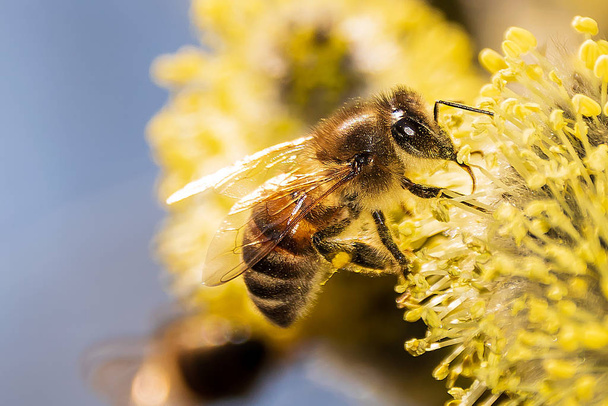 Pszczoła zbiera nektar z kwitnącej wierzby - Zdjęcie, obraz