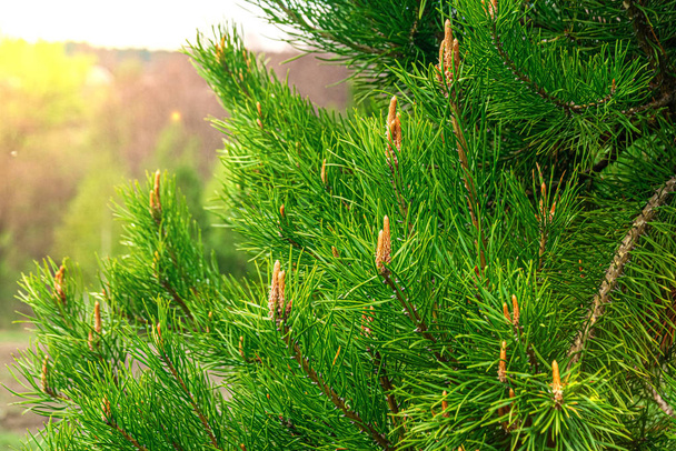 Zielony cedr iglasty dojrzałe szyszki sosnowe na gałęzi drzewa las słońce - Zdjęcie, obraz