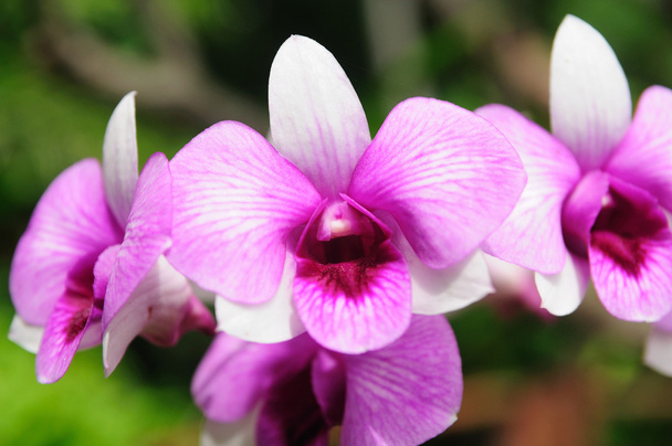 紫の新鮮な蘭の花 - 写真・画像