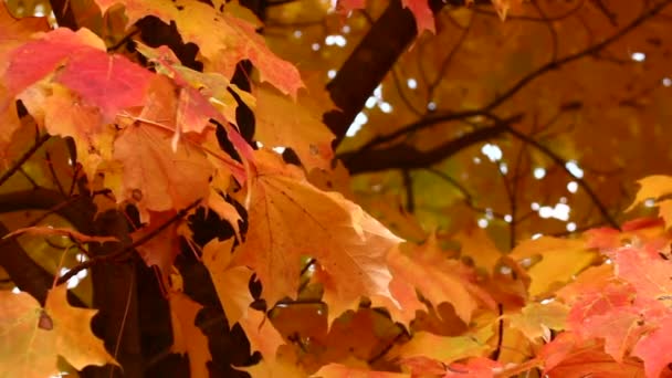 jesień klon drzewo - Materiał filmowy, wideo