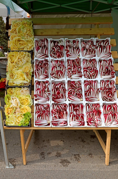 achicoria roja llamada RADICCHIO TARDIVO en lengua italiana para sal
 - Foto, Imagen