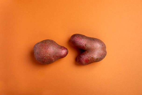 Two non-standard ugly fresh raw potato unusual form lying on orange background. Waste zero food. Top view, copy space.  - Zdjęcie, obraz