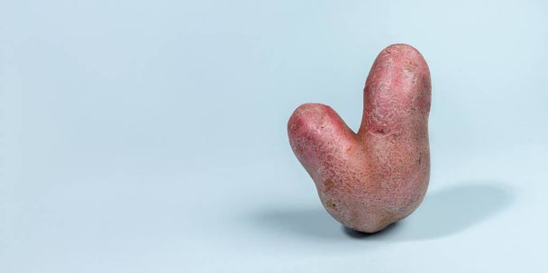 Una patata cruda fresca en forma de V fea de pie sobre fondo azul claro con sombras. Desperdicio cero comida. Banner web
. - Foto, imagen
