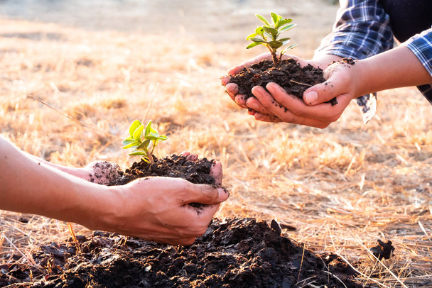 若い男性が手を携えて肥沃な地面に木を植えます。自然を守るという概念 - 写真・画像