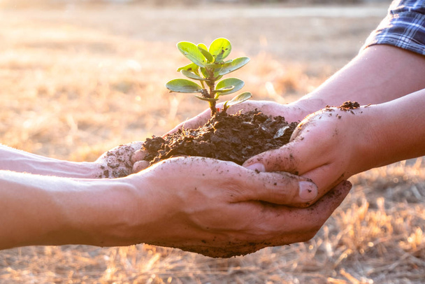 若い男性が手を携えて肥沃な地面に木を植えます。自然を守るという概念 - 写真・画像