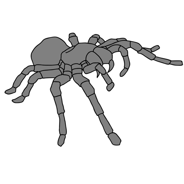Tetování pavouk tarantula na pozadí Blom - Vektor, obrázek