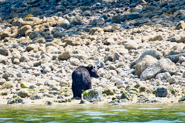 Ours noir sauvage, Ursus americanus, sur une plage rocheuse escaladant les rochers. Île de Vancouver, Colombie-Britannique, Canada
 - Photo, image
