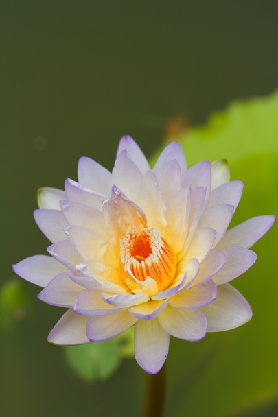 Yellow water lily - Foto, Imagen
