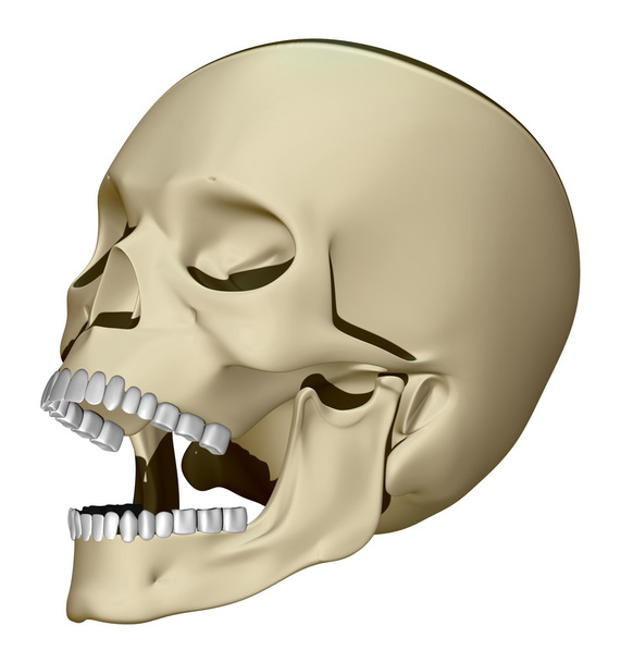 emberi koponya modell - Fotó, kép
