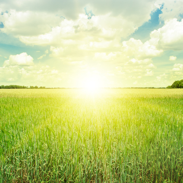 beautiful sunrise over a wheat field - Фото, изображение