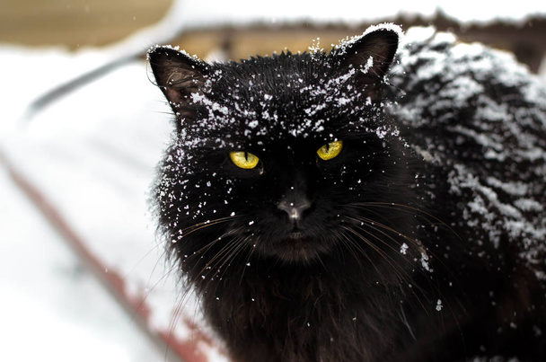 Portrait of a black cat in the snow, cold and frost on the street - Photo, Image