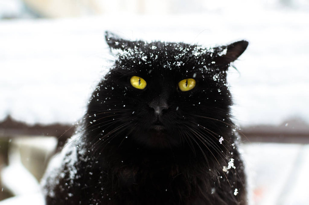 Portret van een zwarte kat verrast door de kou en vorst in de sneeuw - Foto, afbeelding