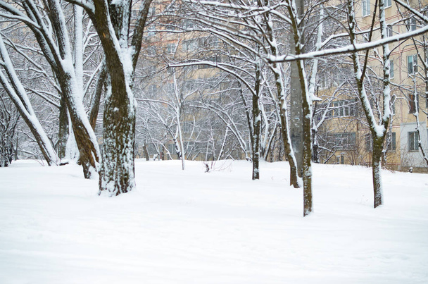 Snowy trees after snowfall among residential buildings - Photo, Image
