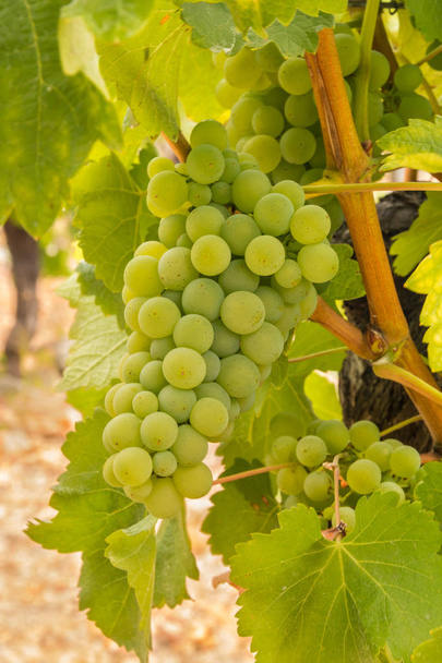 пучок стиглого органічного зеленого безземельного столового винограду в винограднику
 - Фото, зображення
