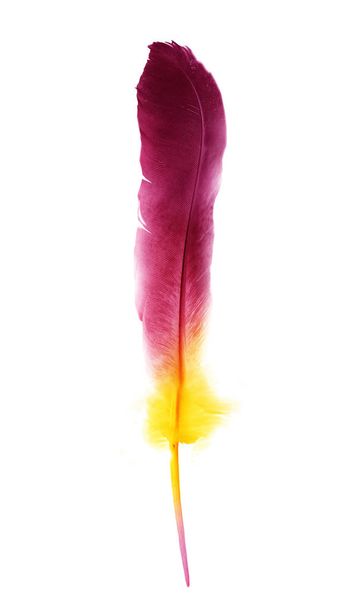 Beautiful color feather isolated on white background - Photo, image
