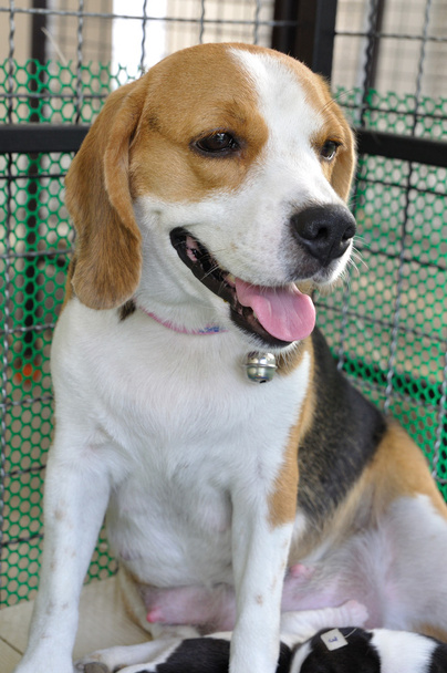 Beagle hembra
 - Foto, Imagen